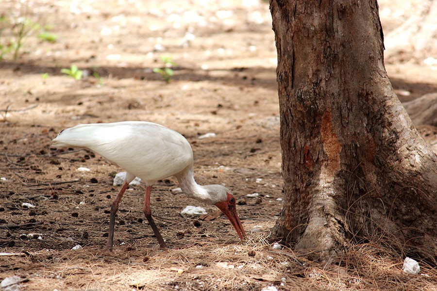 ibis bílý - ML43936871