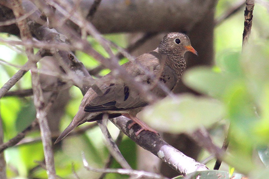 Common Ground Dove - ML43936881