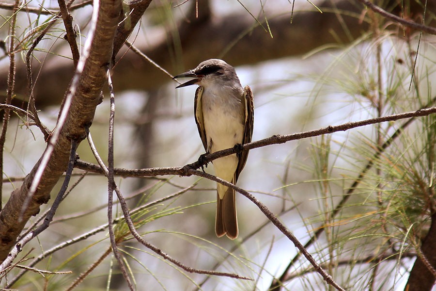 Gray Kingbird - ML43936891