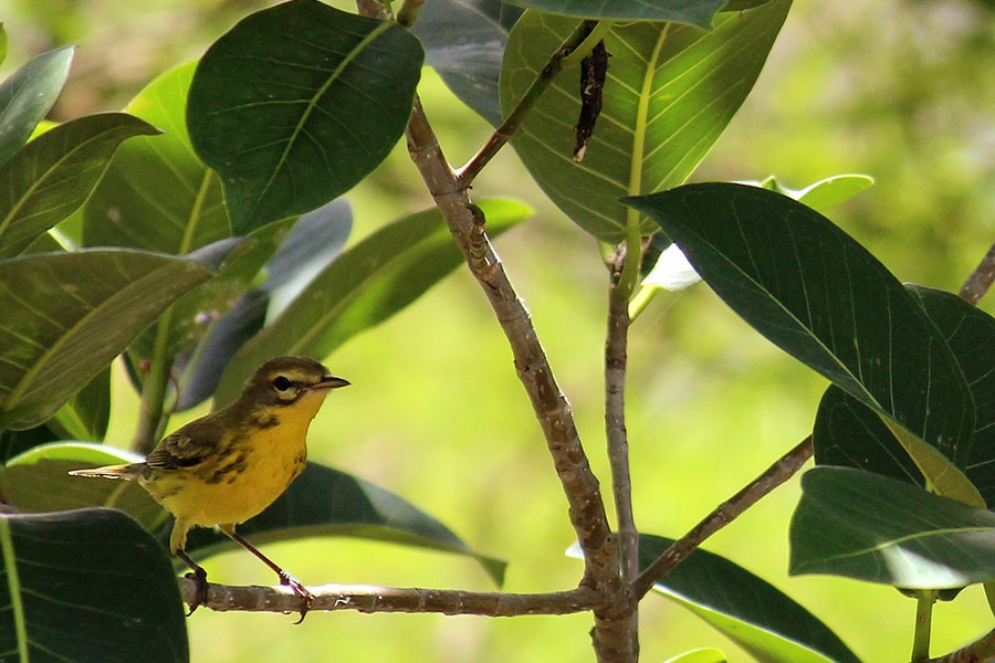 Prairie Warbler - ML43936911