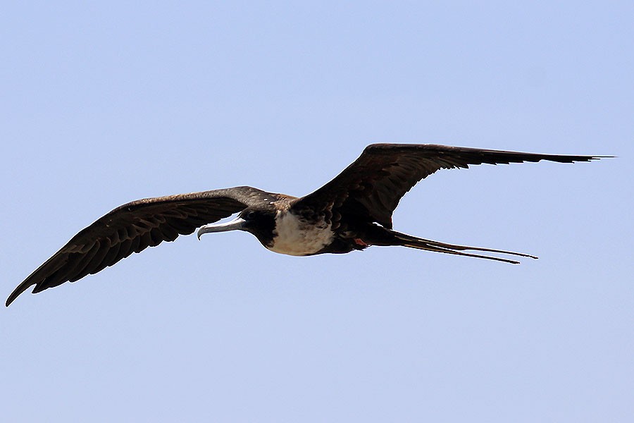 Magnificent Frigatebird - Jason Billingsley