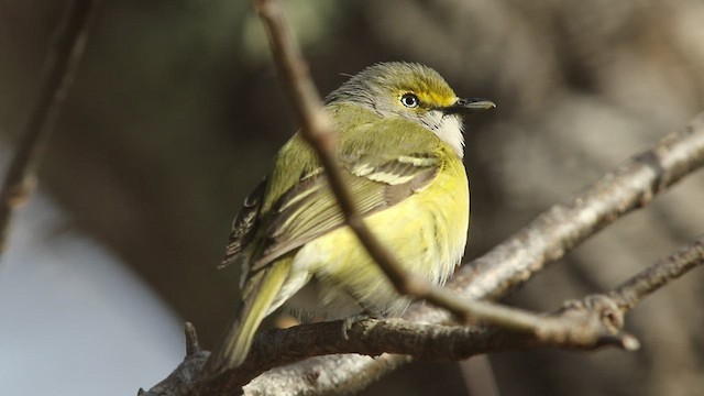 Ak Gözlü Vireo - ML439369331