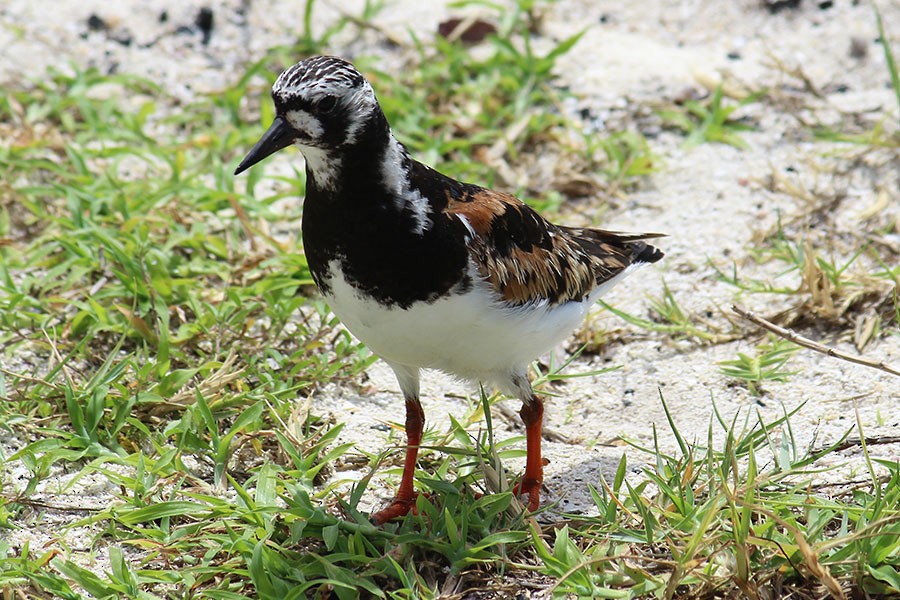 Ruddy Turnstone - ML43936951