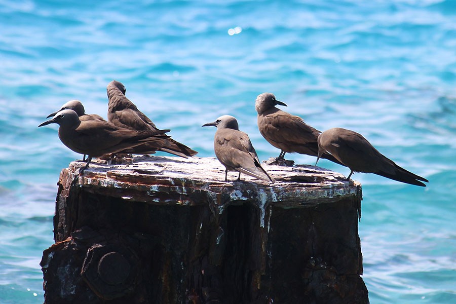 Brown Noddy - ML43936961