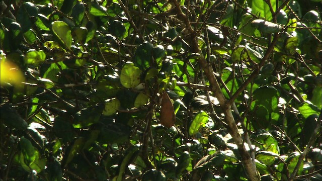 Northern Parula - ML439370