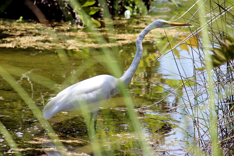 Great Egret - Jason Billingsley