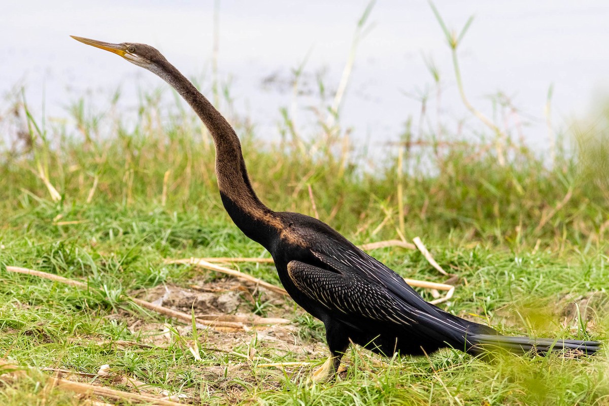 Oriental Darter - Honza Grünwald