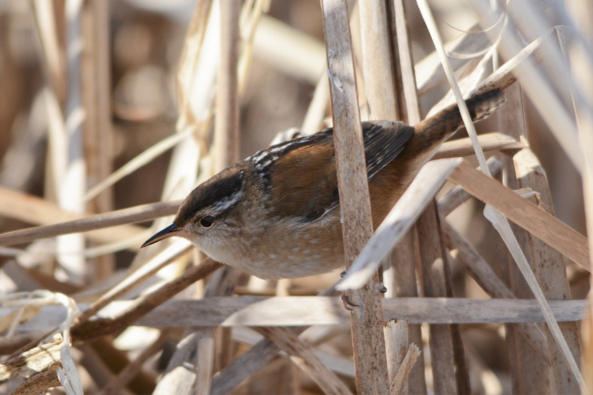 Marsh Wren - Steve Mierzykowski