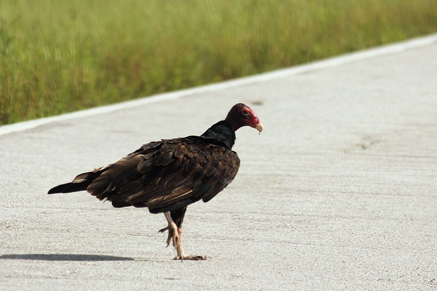 Turkey Vulture - ML43937081