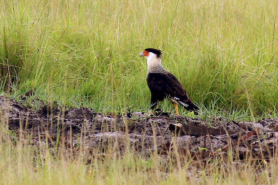 Crested Caracara (Northern) - ML43937091