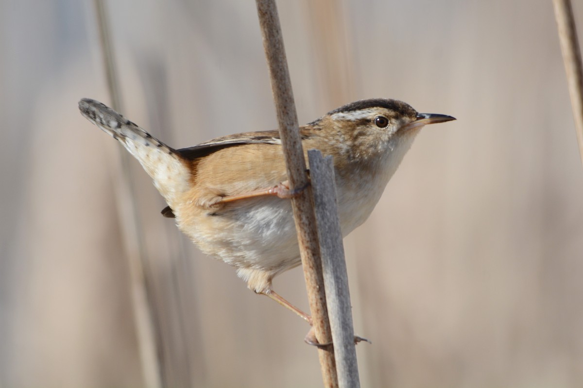 Marsh Wren - Steve Mierzykowski