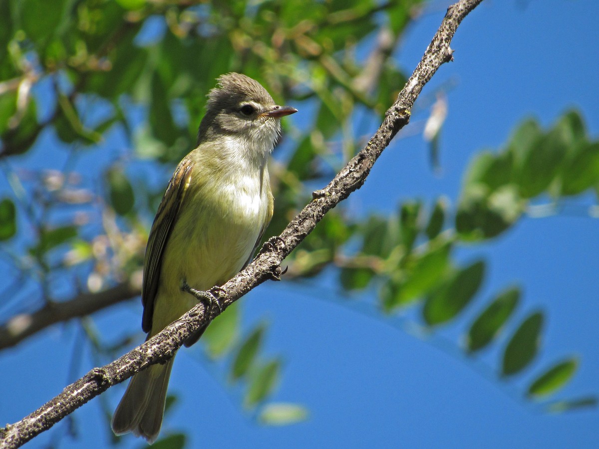 Southern Beardless-Tyrannulet - ML439371001