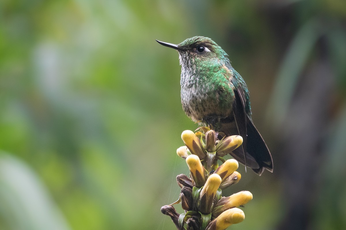 Fleckenbauchkolibri - ML439371081