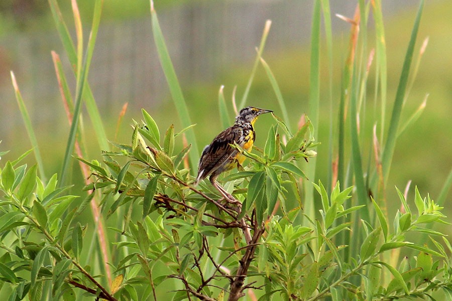 Eastern Meadowlark - ML43937111