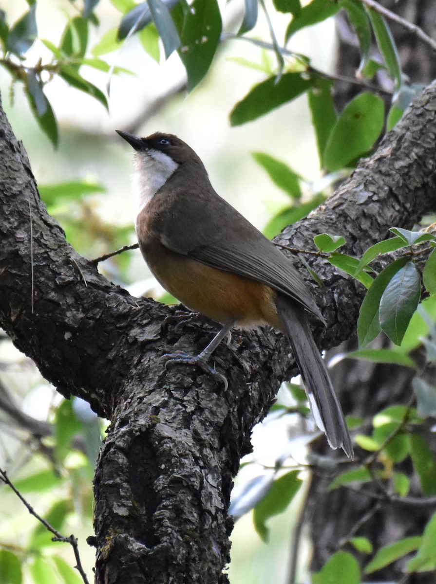 White-throated Laughingthrush - ML439371241