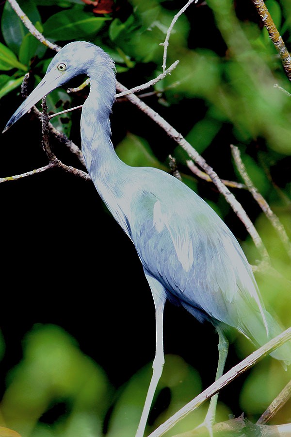 Aigrette bleue - ML43937151