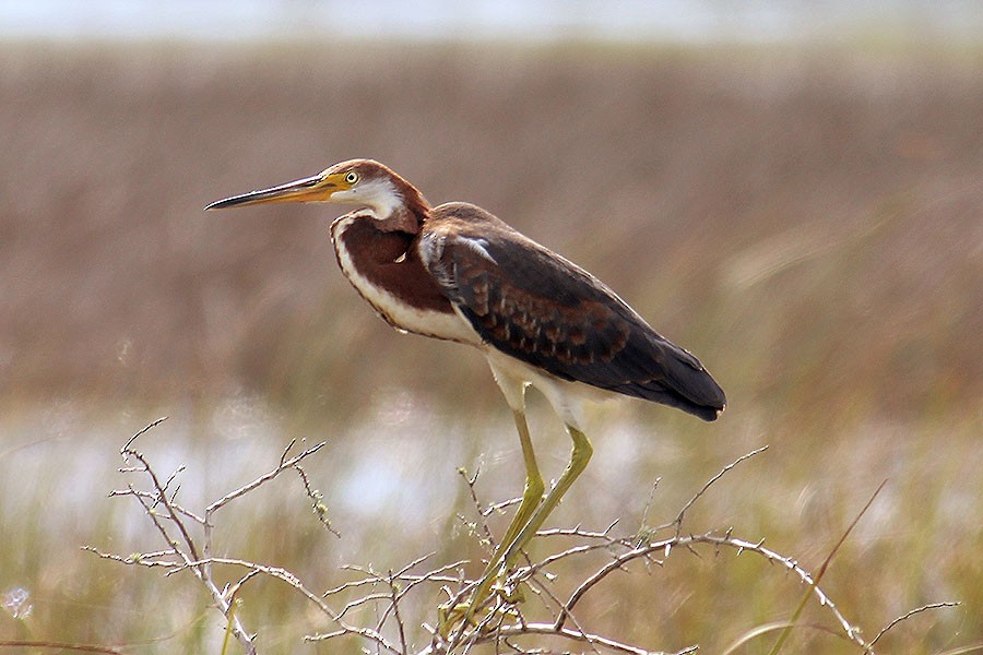 Tricolored Heron - ML43937161