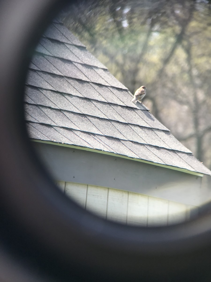 House Sparrow - ML439371661