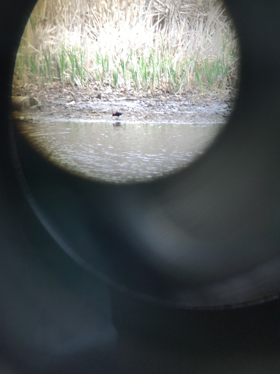 Red-winged Blackbird - ML439371731