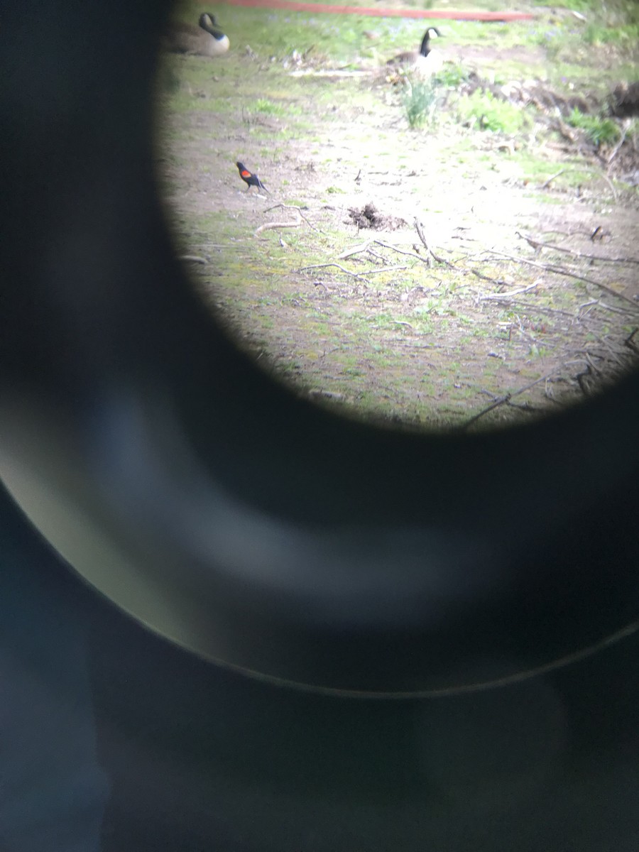 Red-winged Blackbird - ML439371761