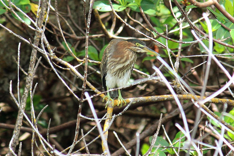 Green Heron - ML43937191