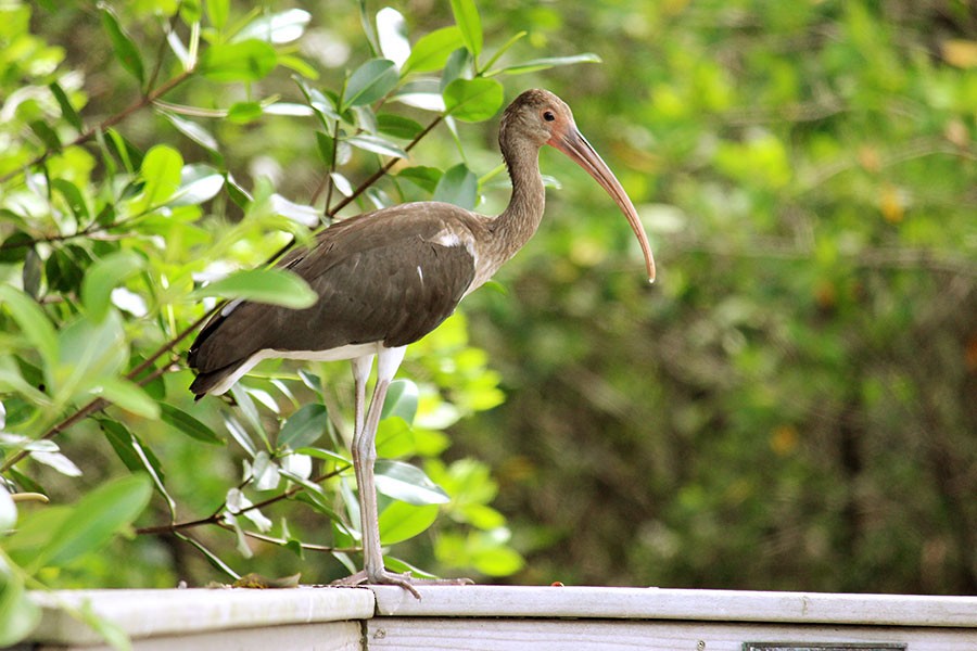 ibis bílý - ML43937221