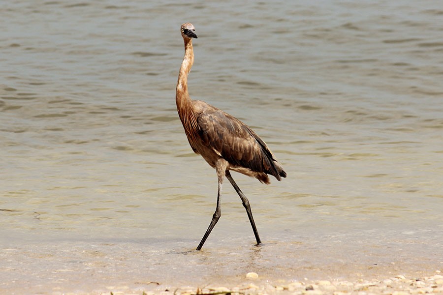 Reddish Egret - ML43937241