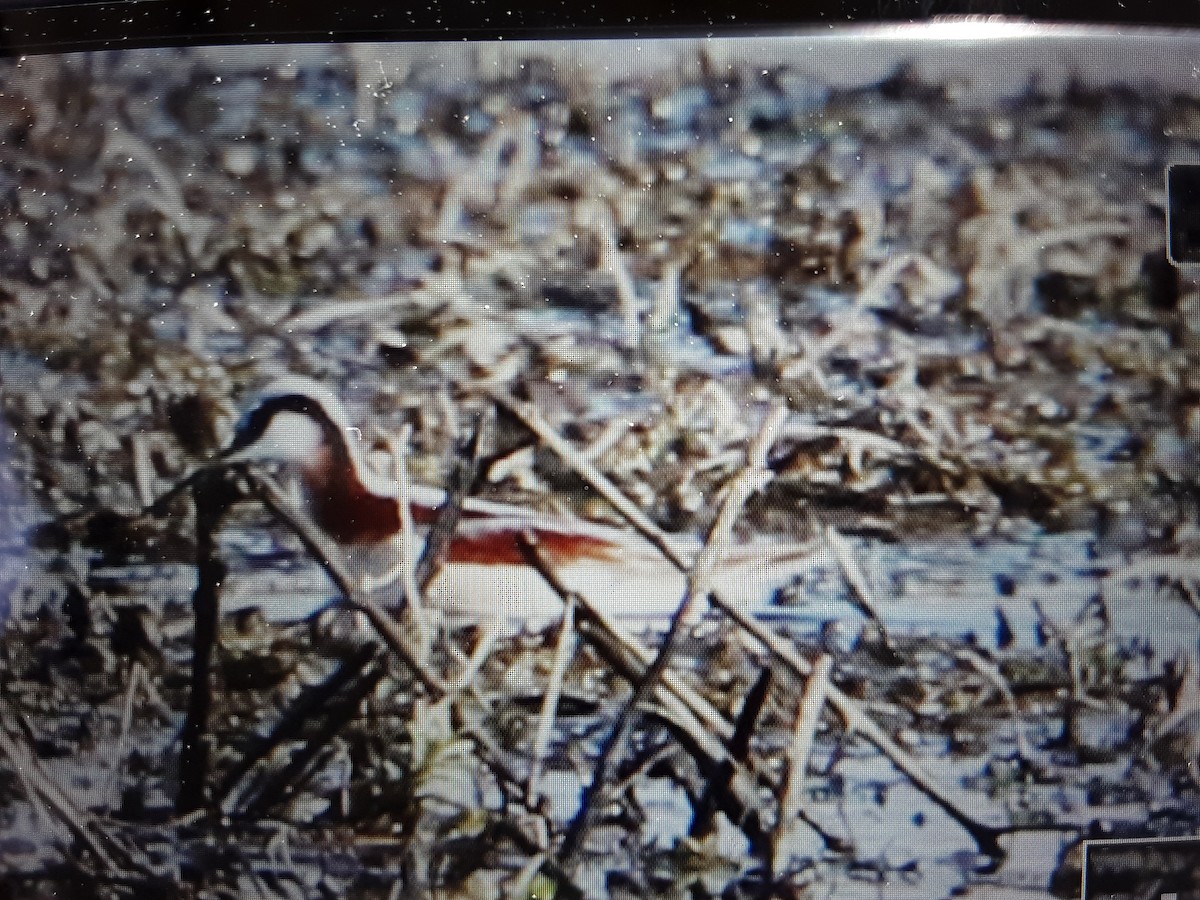 Falaropo Tricolor - ML439373011