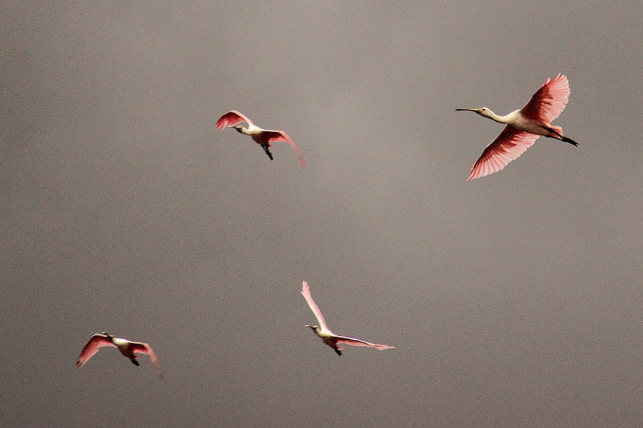 Roseate Spoonbill - ML43937331