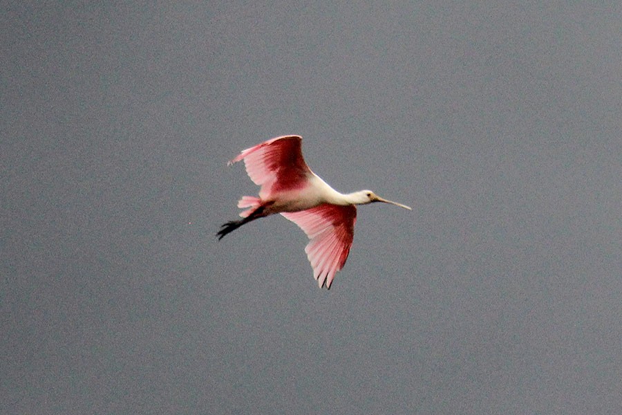 Roseate Spoonbill - ML43937341