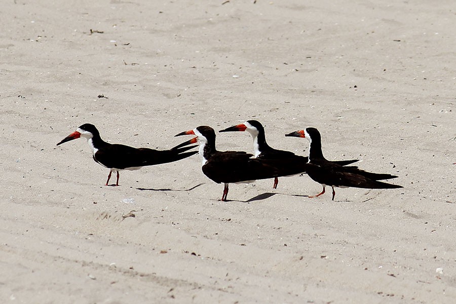 Black Skimmer - ML43937381