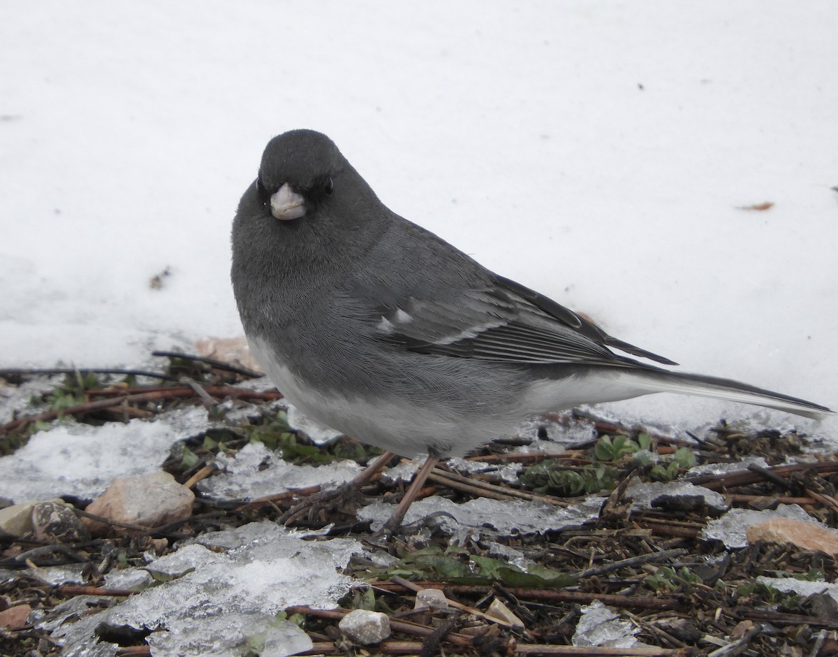 Dark-eyed Junco (White-winged) - Sue Plankis