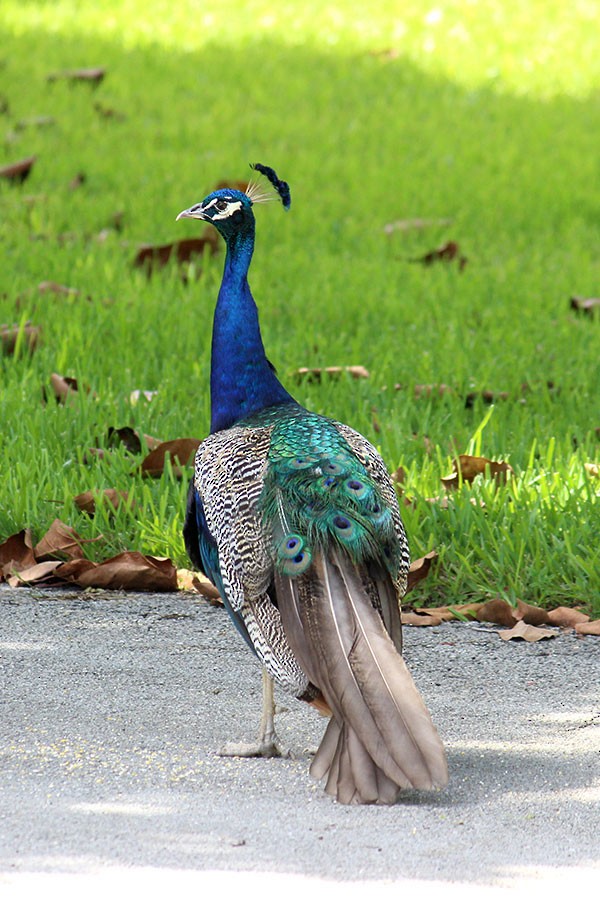 Indian Peafowl (Domestic type) - Jason Billingsley