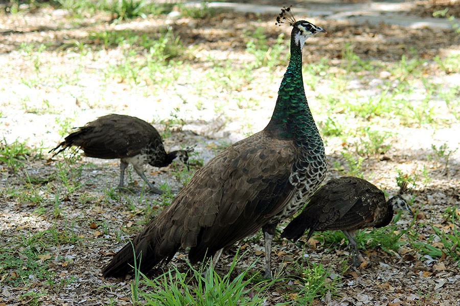 Indian Peafowl (Domestic type) - ML43937401