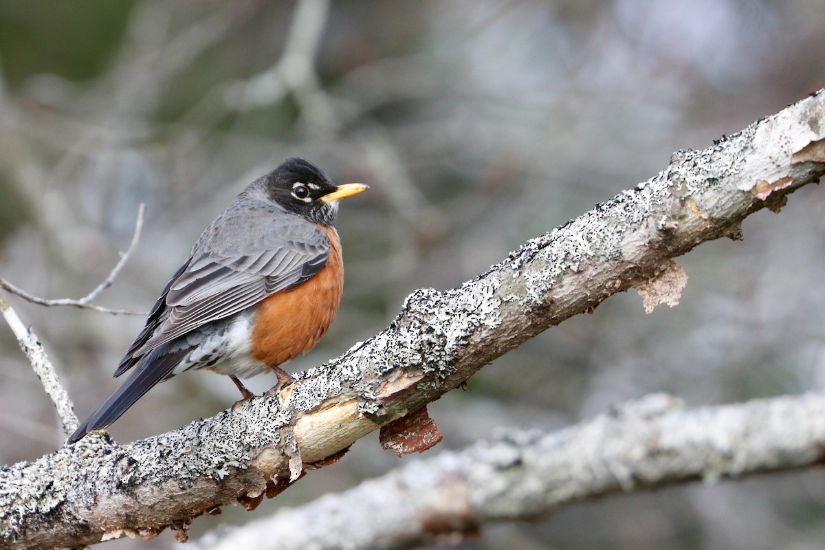 American Robin - ML439375911