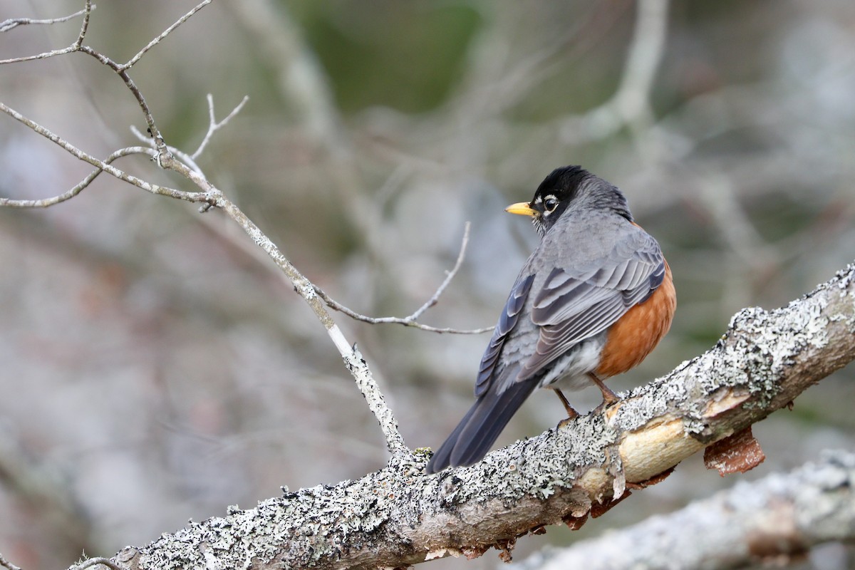 American Robin - ML439376141