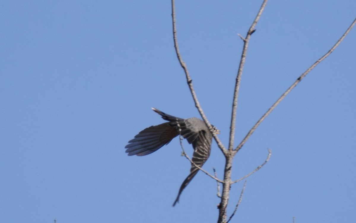 American Robin - ML439377251