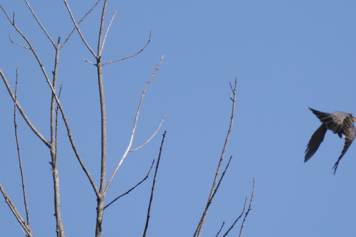 American Robin - Phil Worden