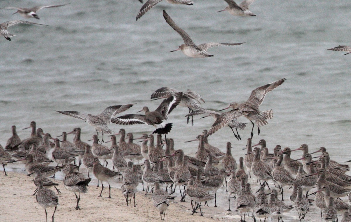 Black-tailed Godwit - ML43937761