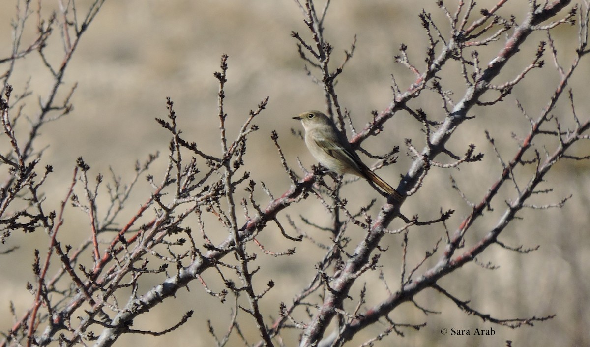 Rufous-backed Redstart - Sara Arab