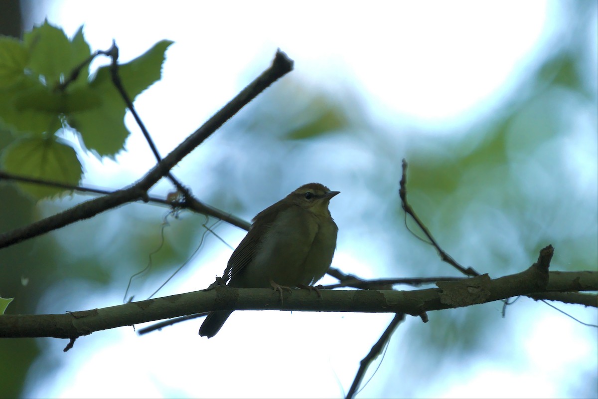 Paruline de Swainson - ML439378301