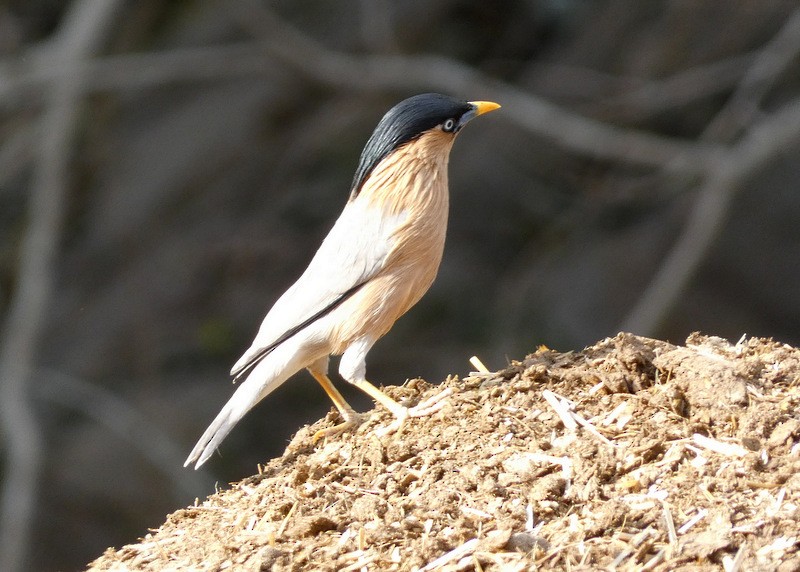 Brahminy Starling - ML439379321