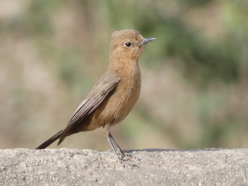 Brown Rock Chat - ML439379441