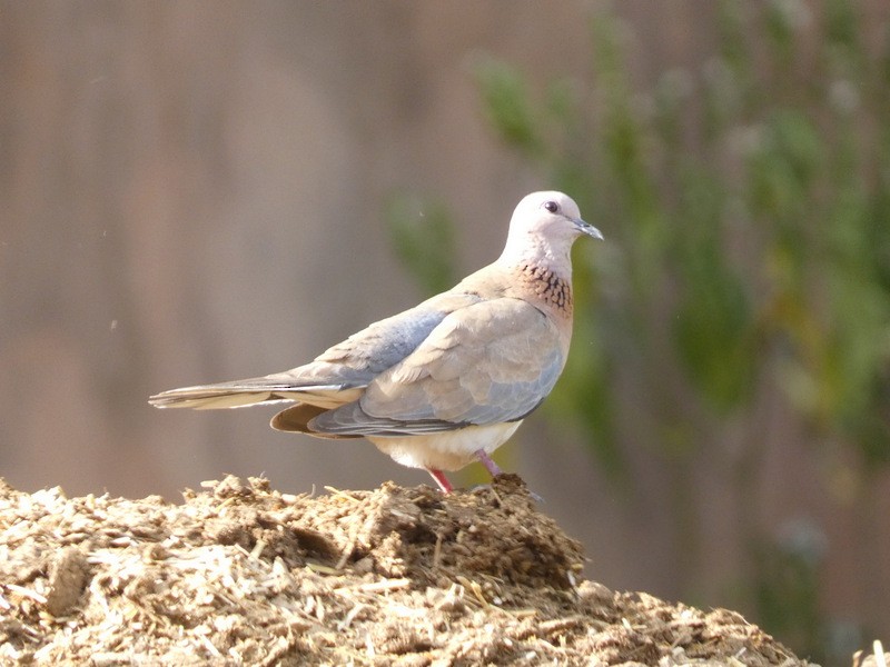צוצלת - ML439379511