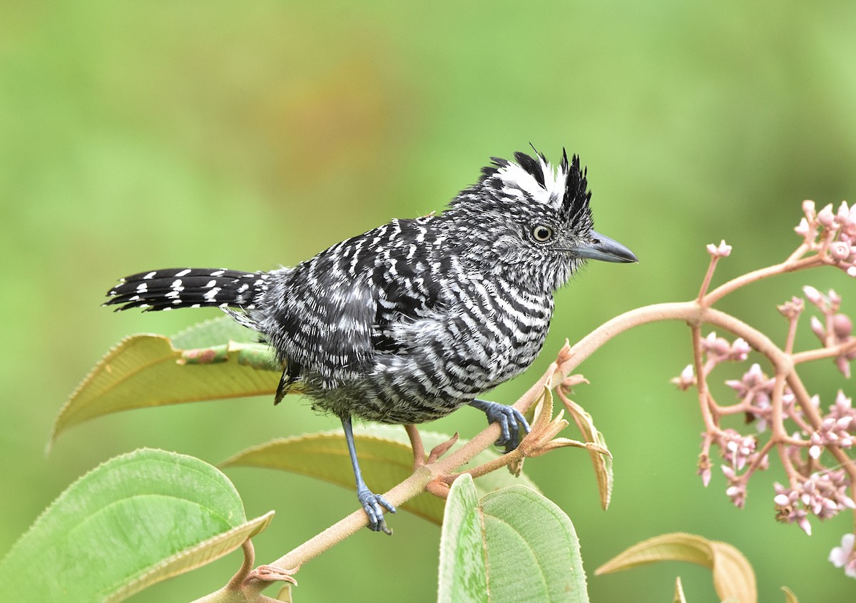 Barred Antshrike - ML439380991