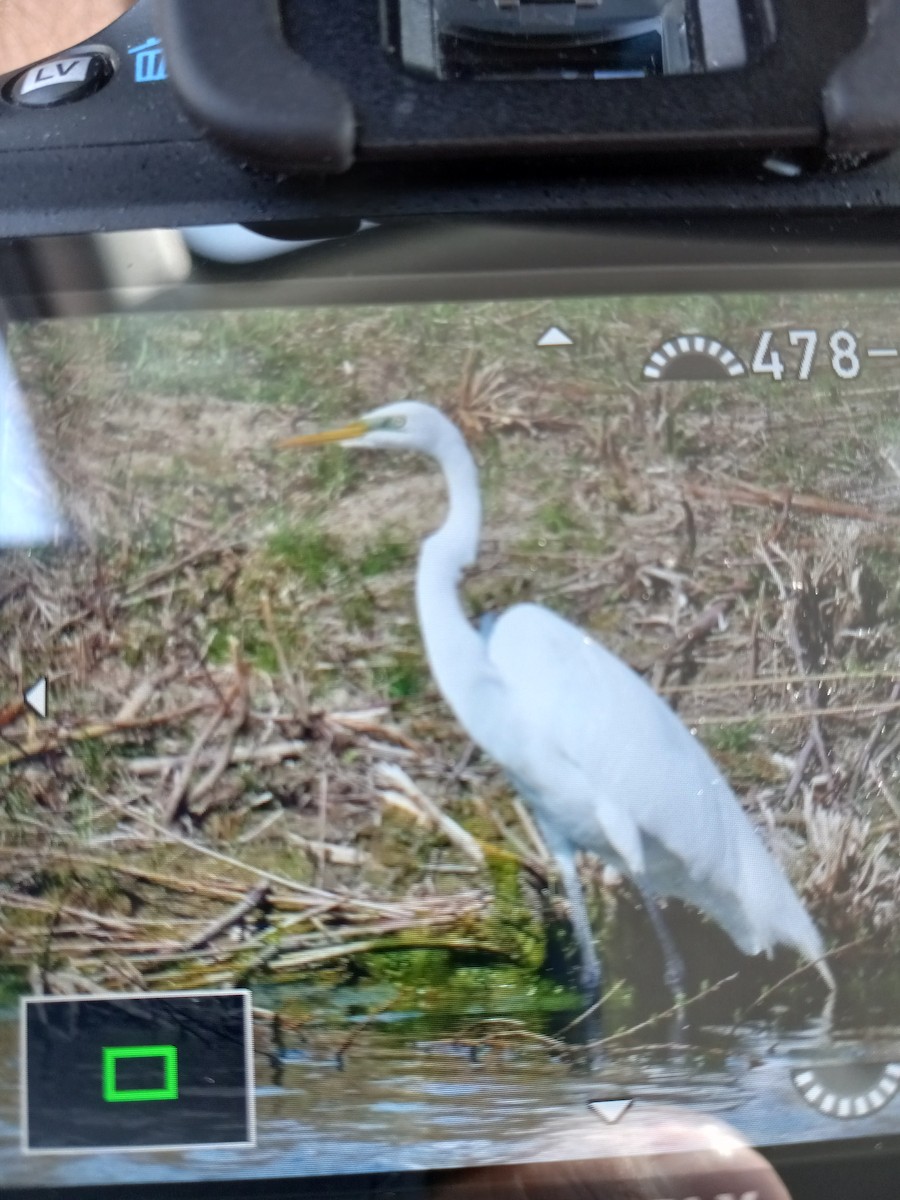 Great Egret - Anthony cannizzaro