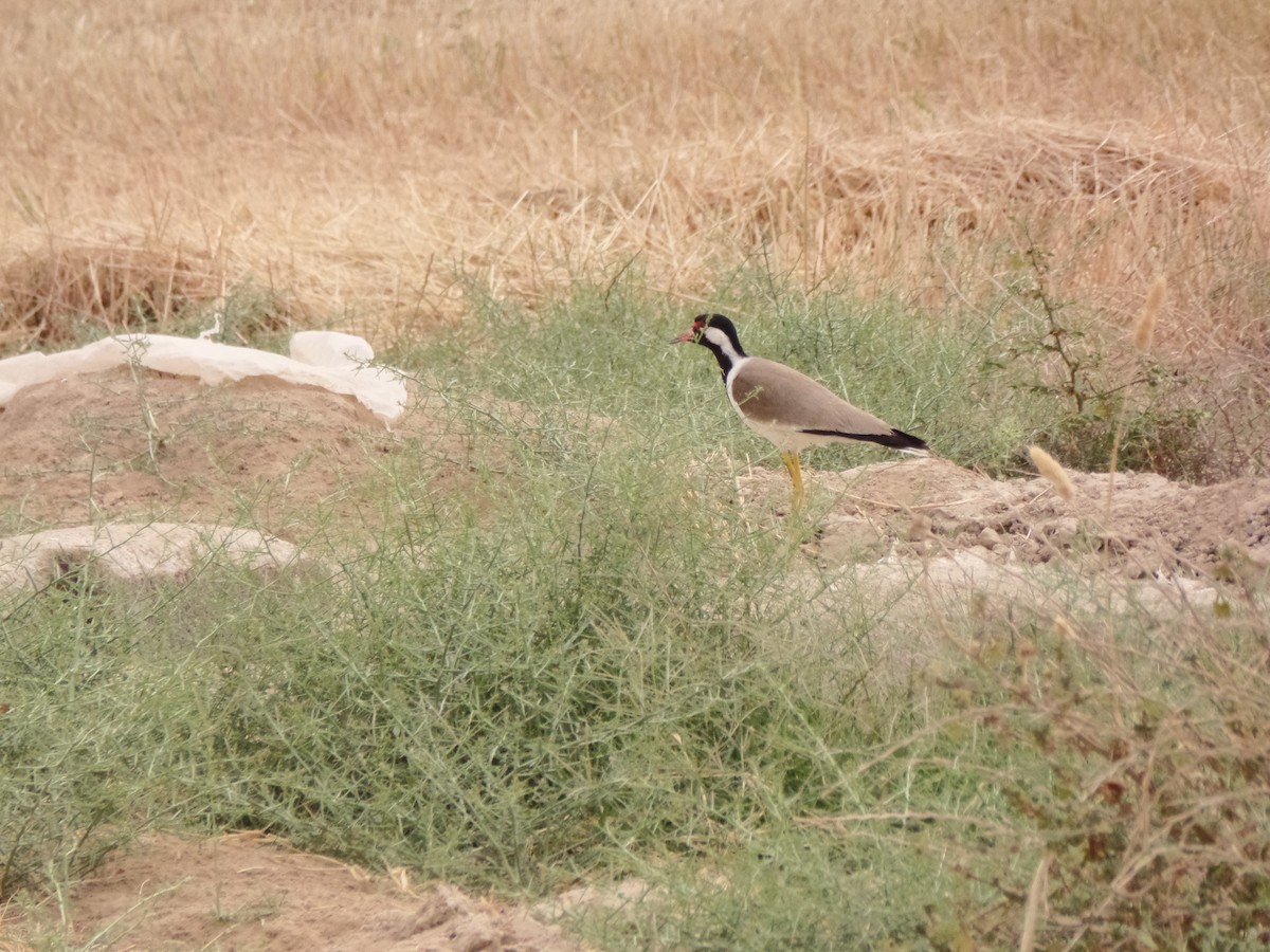 Red-wattled Lapwing - ML439382401