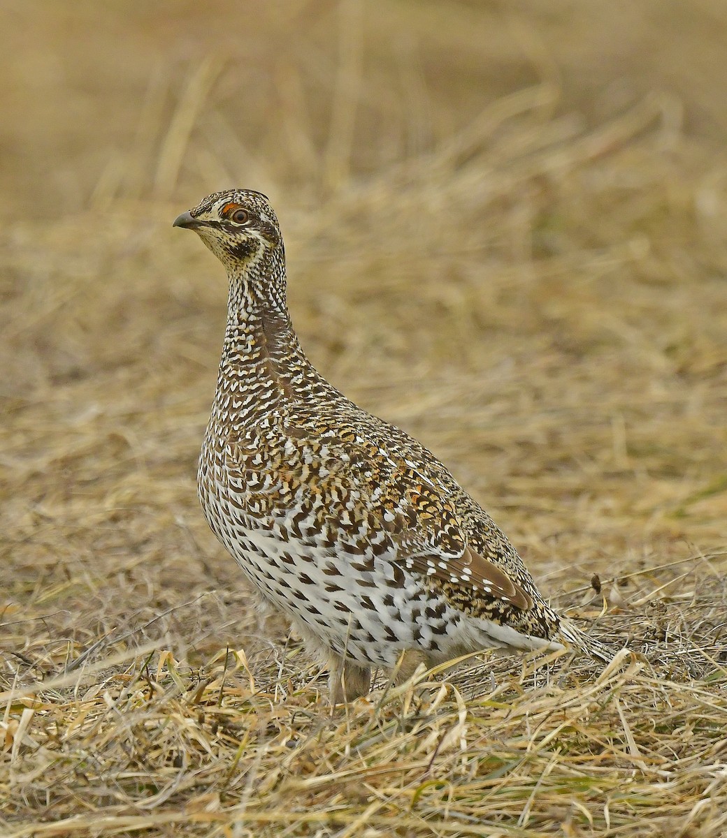Sharp-tailed Grouse - ML439382591