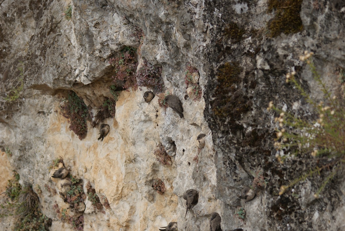 Eurasian Crag-Martin - Michaël Deryckere