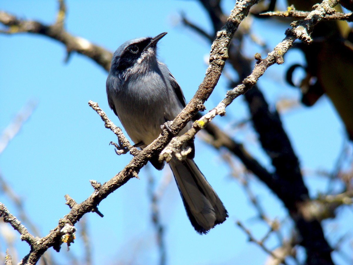 Masked Gnatcatcher - ML439382931